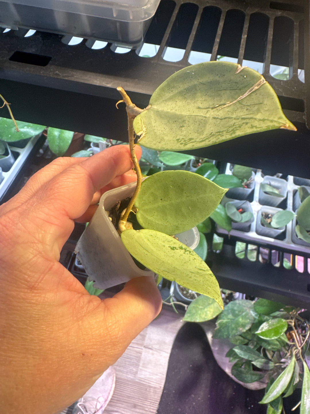Hoya Silver Heart Verticillata