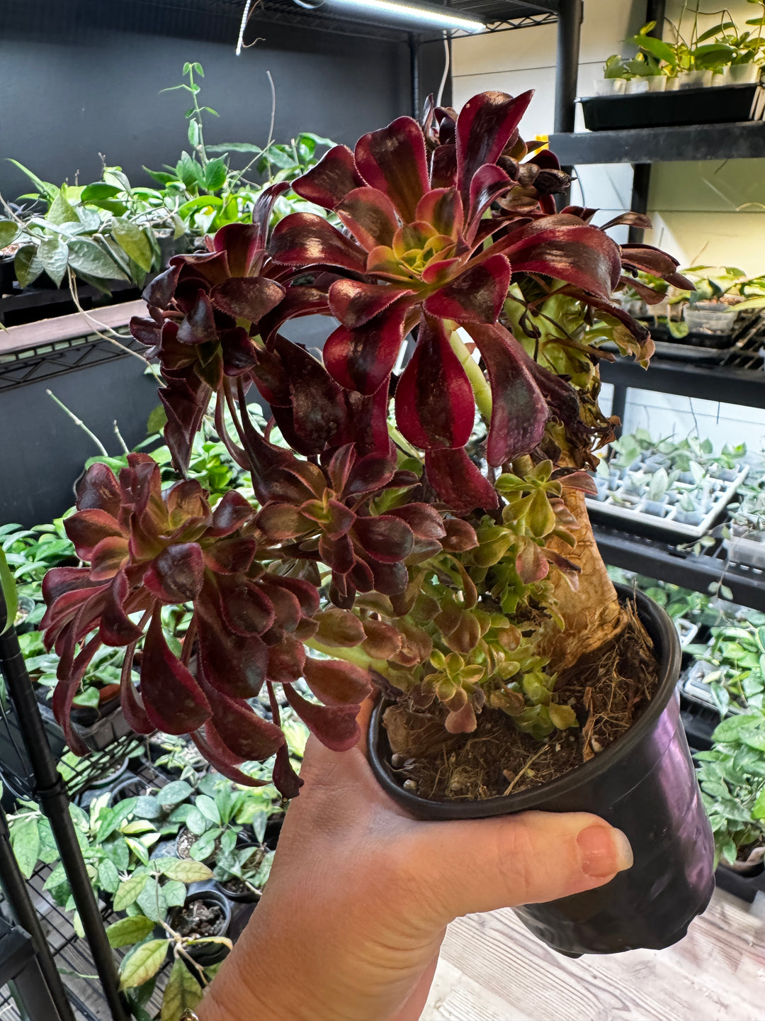 Aeonium Crested