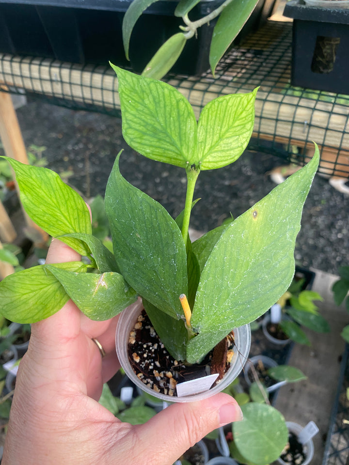 Hoya Polyneura