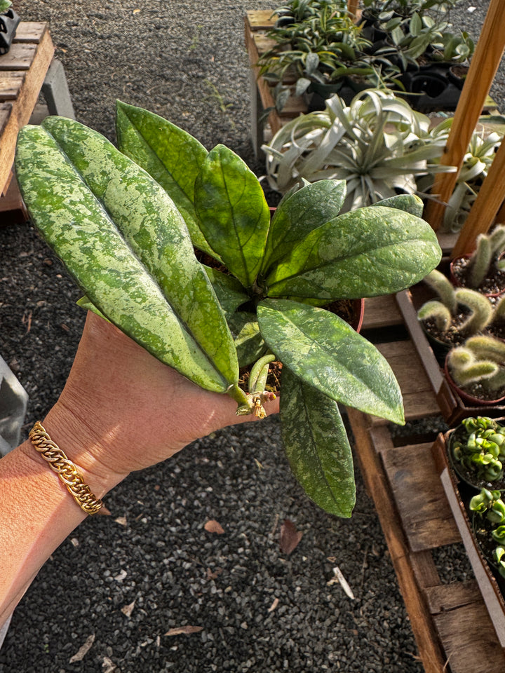 Hoya Crassipetiolata Splash