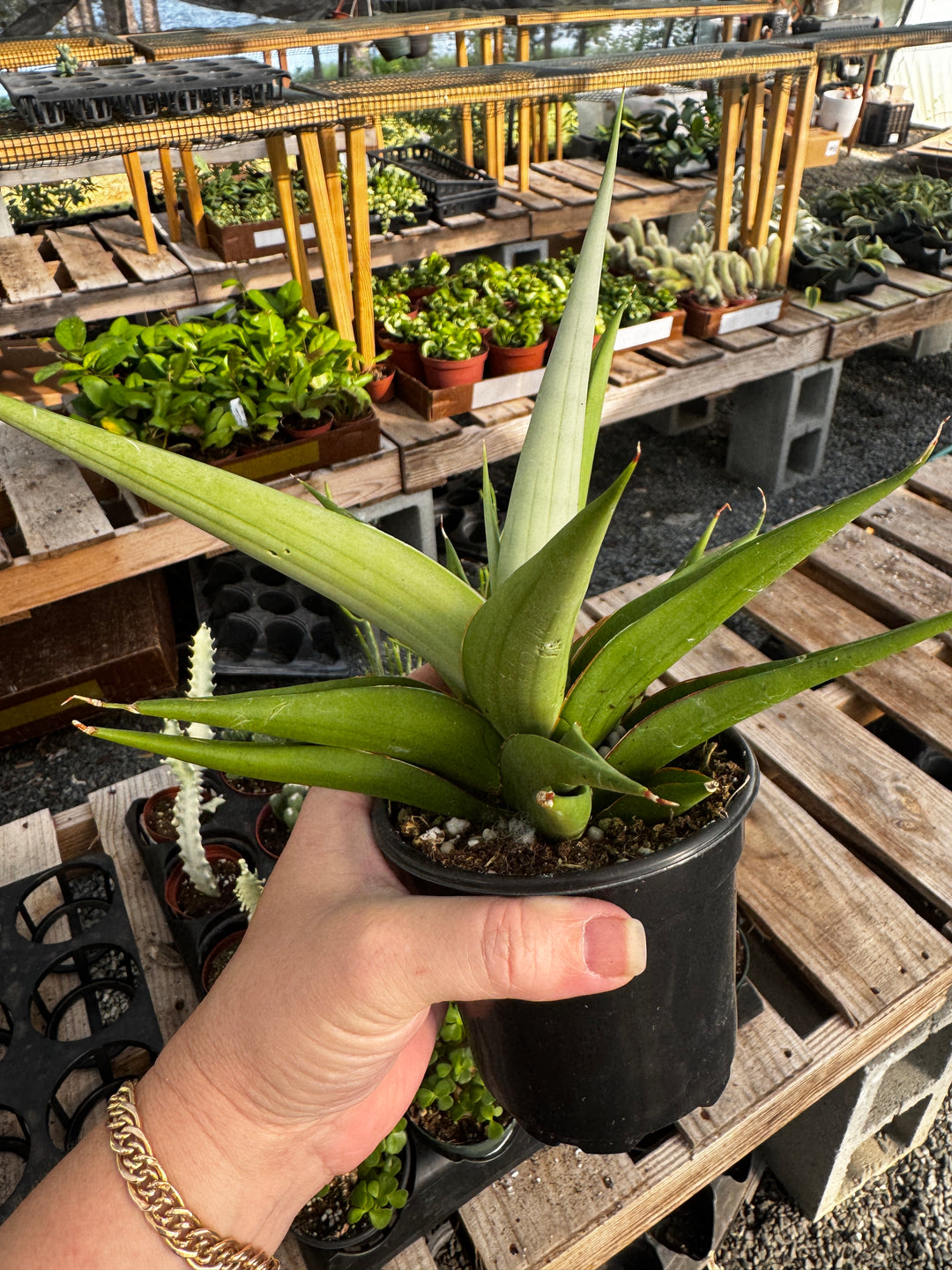 Sanseveria Milano