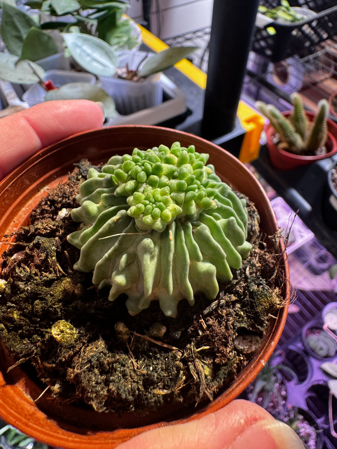 Sperm Cactus