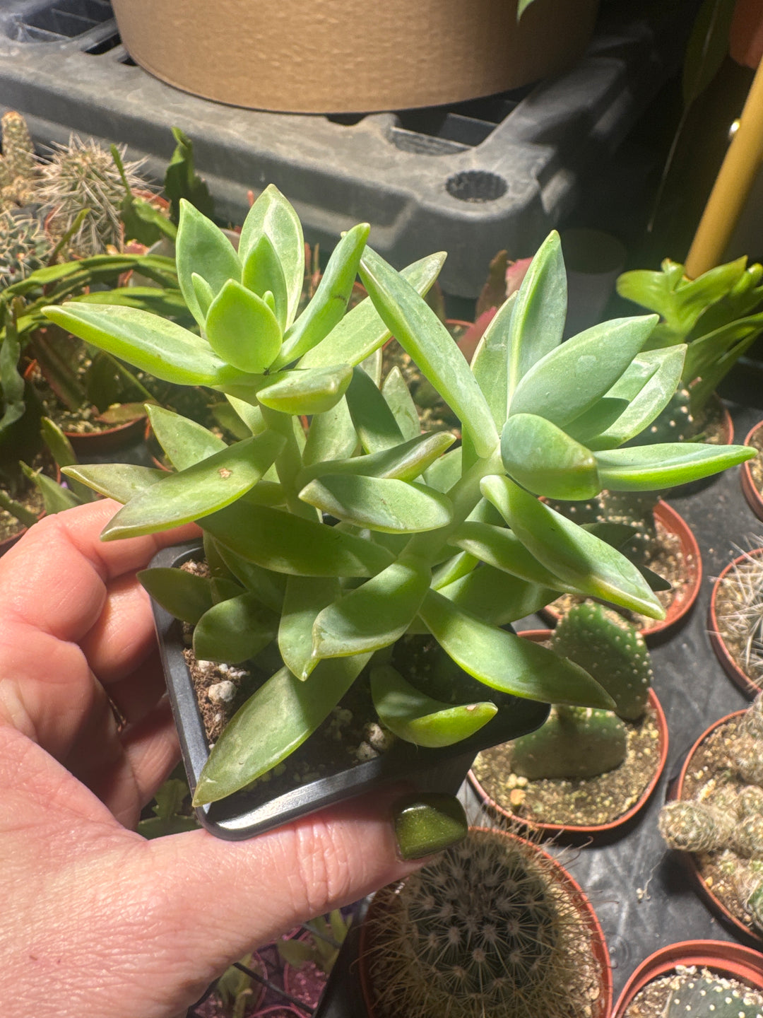 Succulent