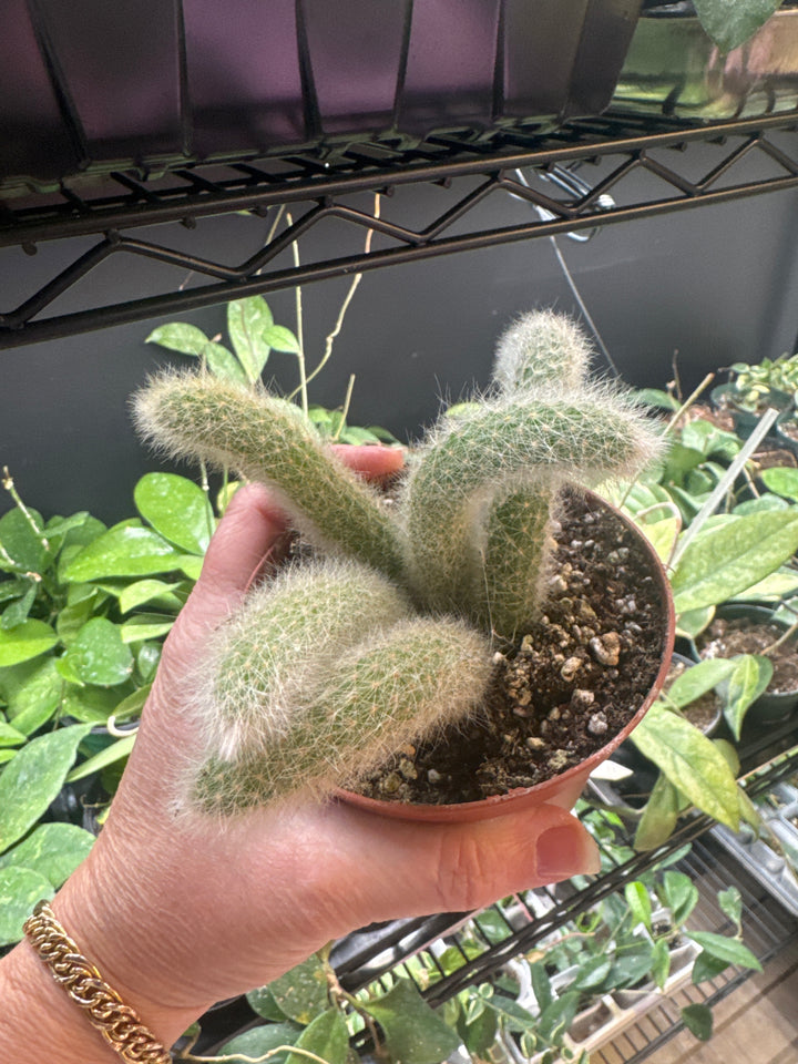 Monkey Tail