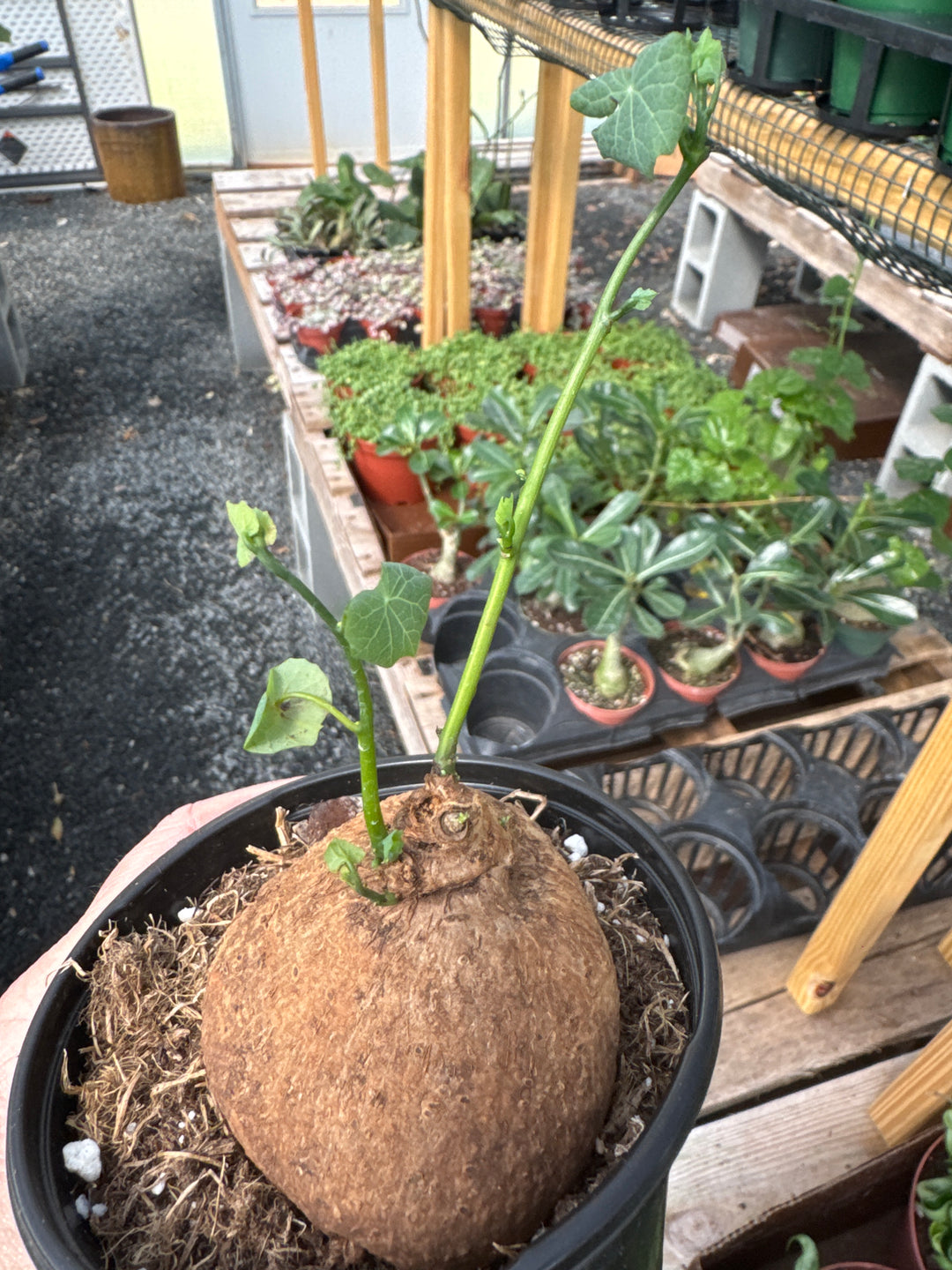 Stefania Erecta