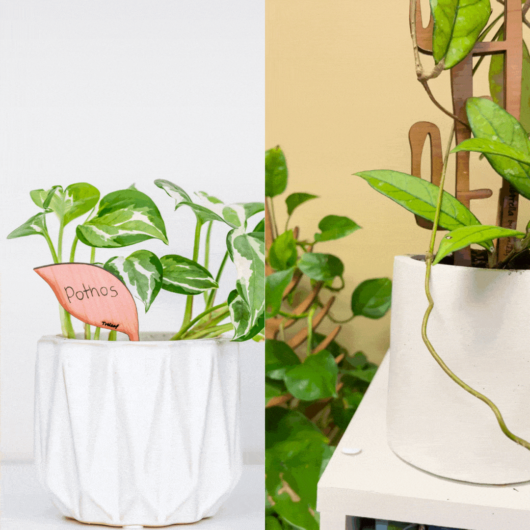 Folia - Wooden plant tags - Leaf-shaped plant labels