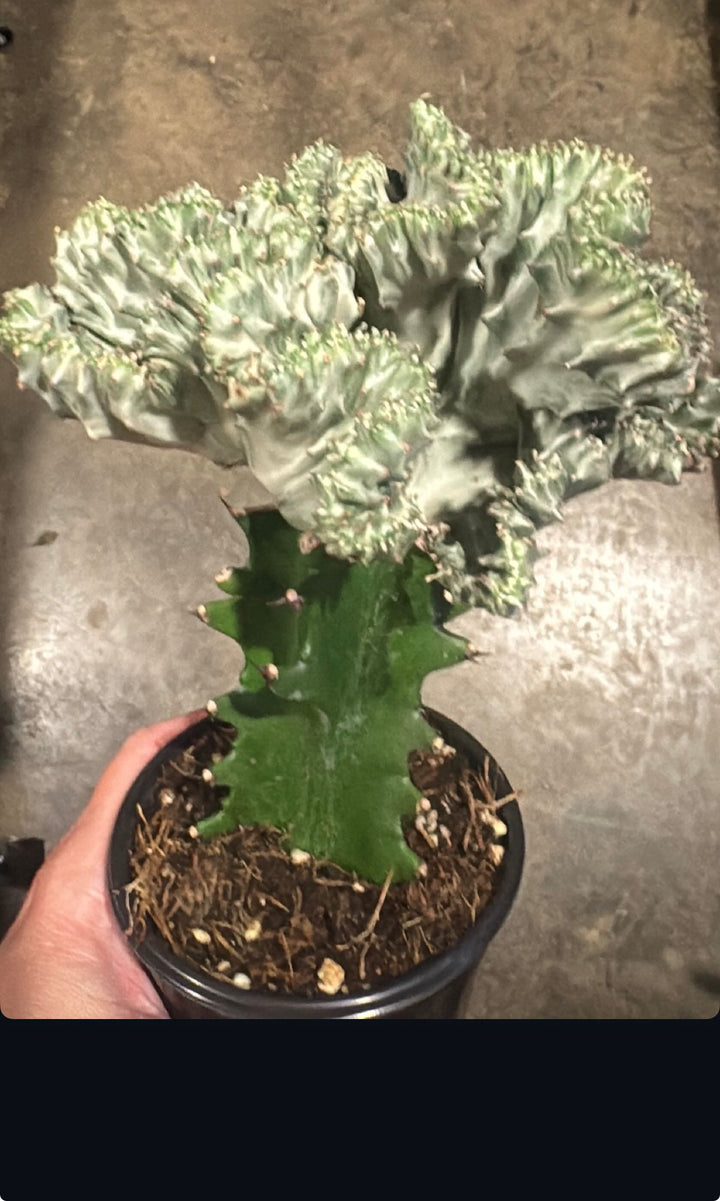 Euphorbia Lactea Cristata Variegated Mermaid Tail