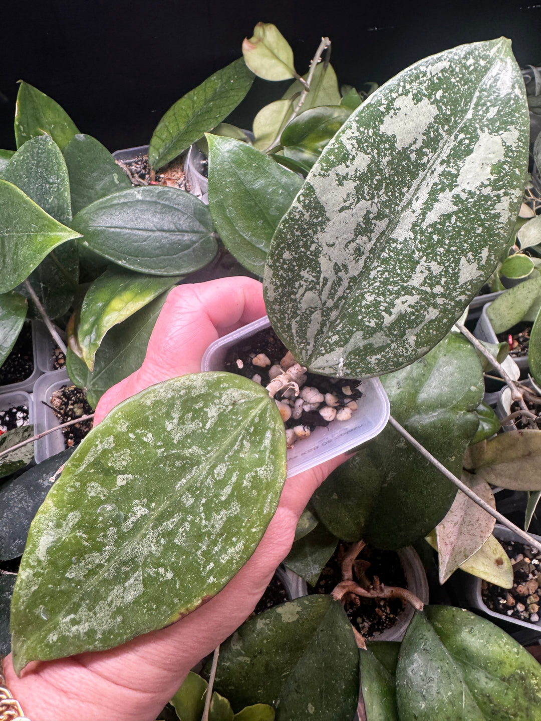 Hoya Ksb 08 Silver