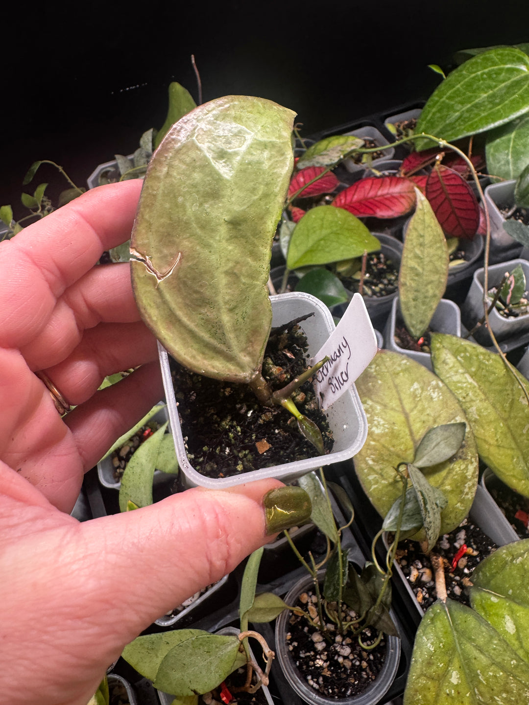Hoya Germany Silver Uggie