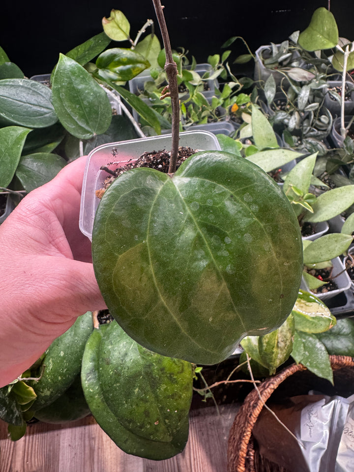 Hoya Sarawak