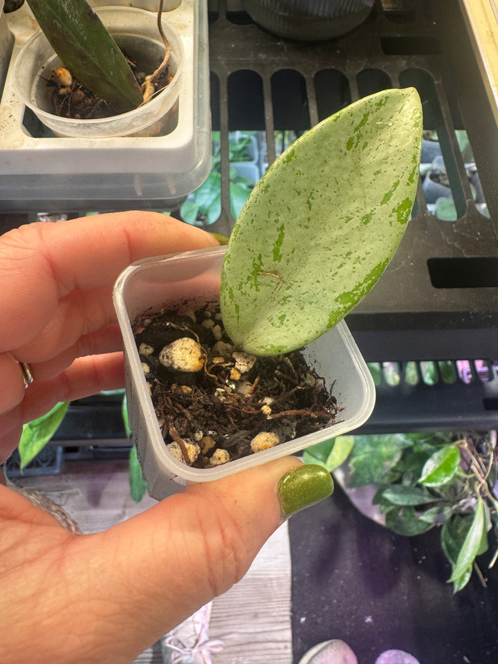 Hoya Silver Heart Verticillata