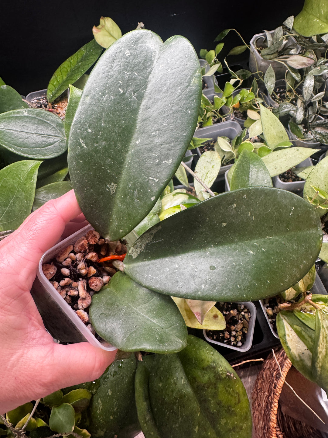 Hoya Kerrii x Meliflua