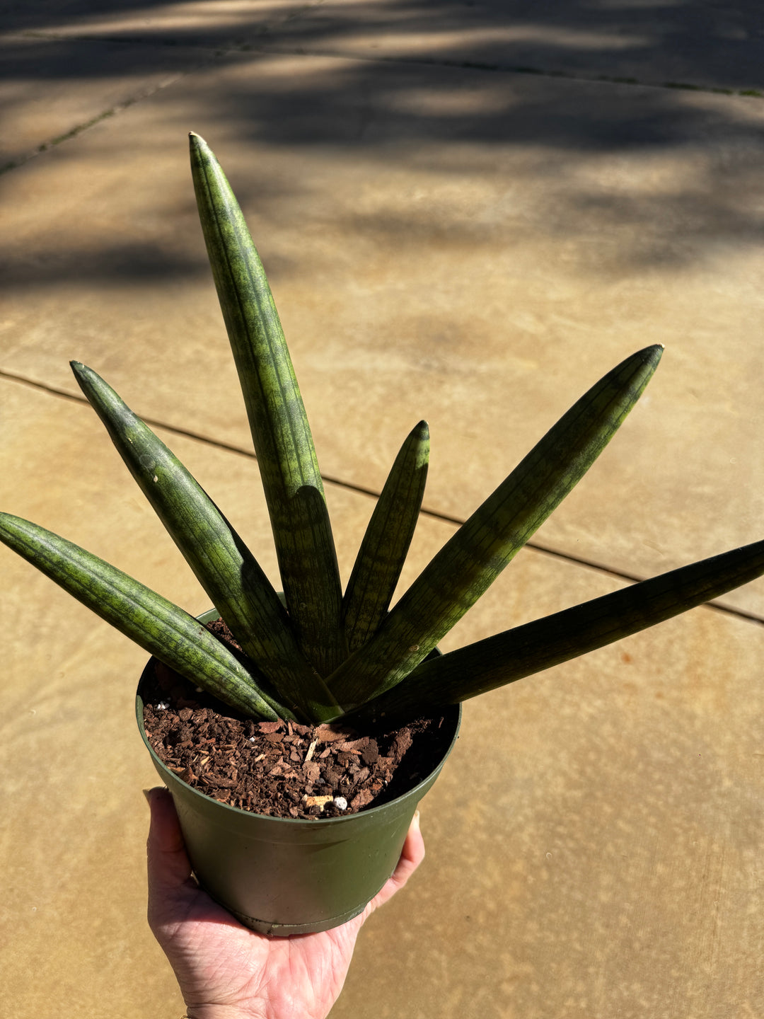 Sanseveria Boncel “Starfish”