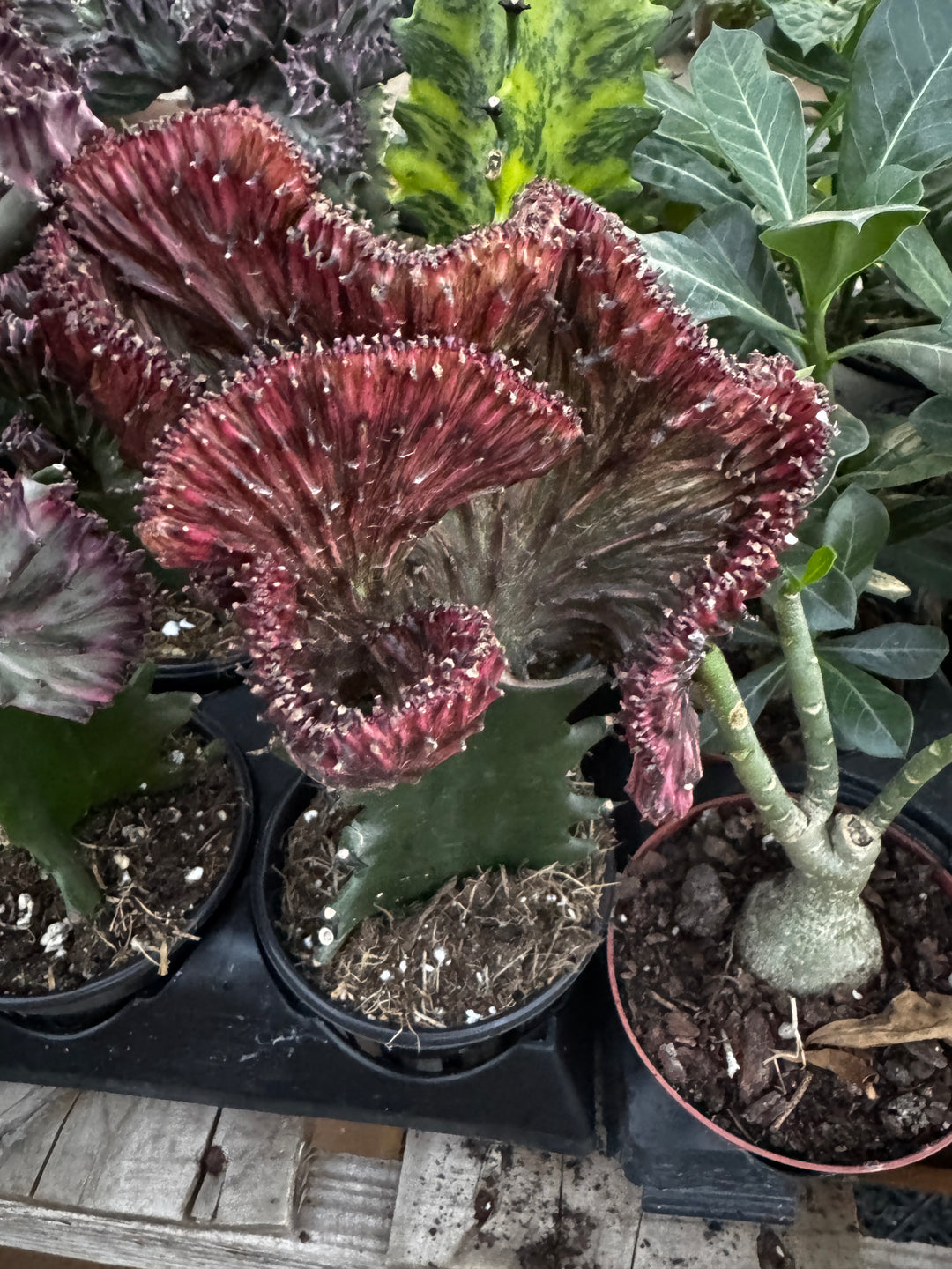 Euphorbia Lactea Cristata Variegated Mermaid Tail