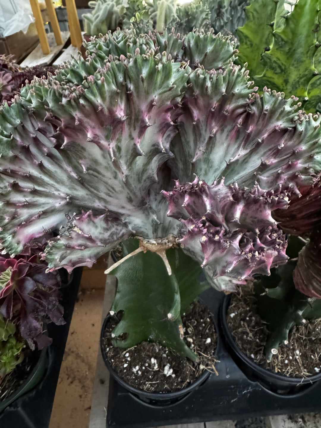 Euphorbia Lactea Cristata Variegated Mermaid Tail