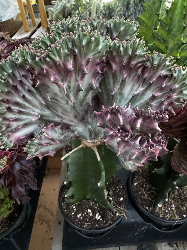 Euphorbia Lactea Cristata Variegated Mermaid Tail