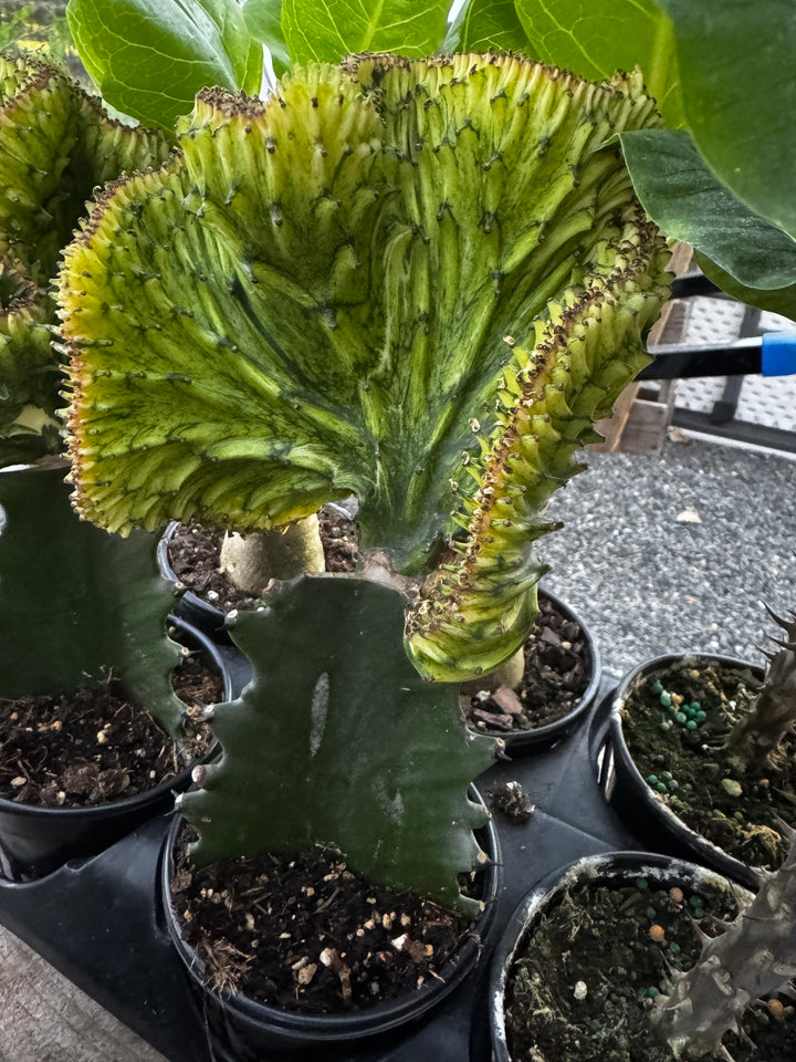 Euphorbia Lactea Cristata Variegated Mermaid Tail