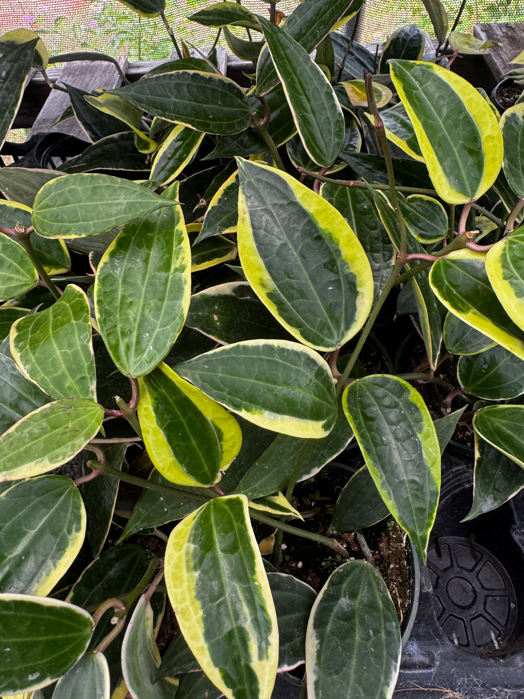 Latifolia Albo (Previously Macrophylla Albo)