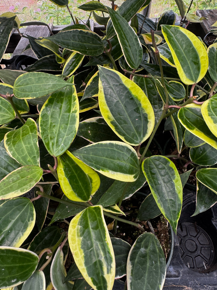Latifolia Albo (Previously Macrophylla Albo)