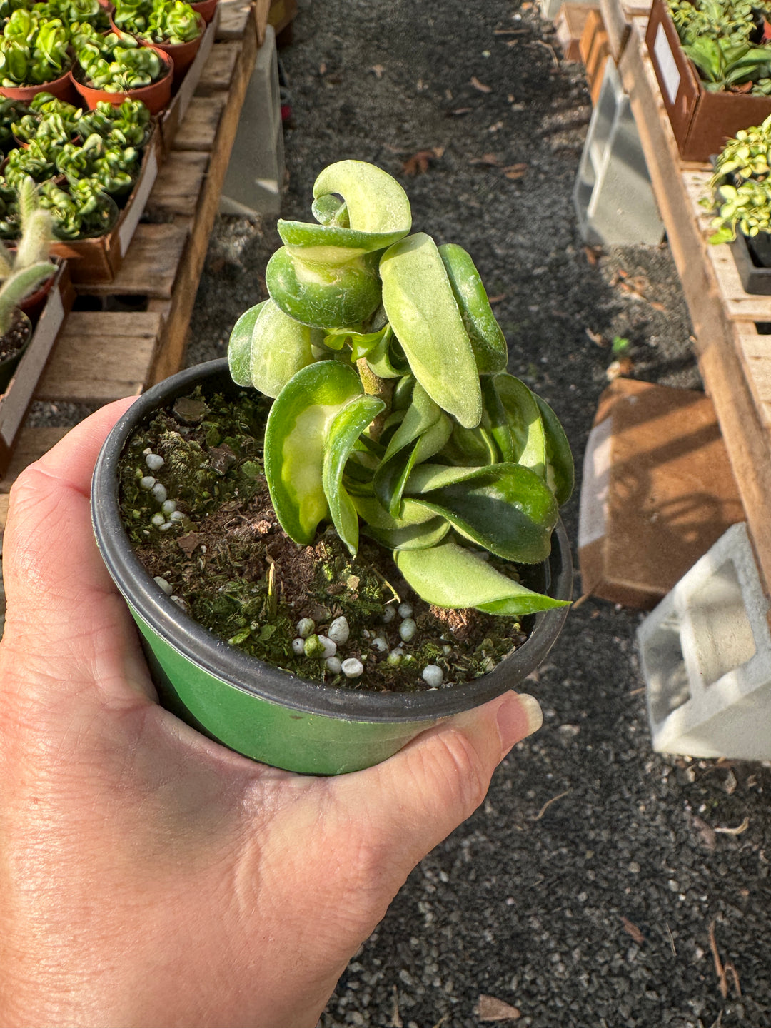 Mauna Loa (Inner Variegated) Hoya Compacta