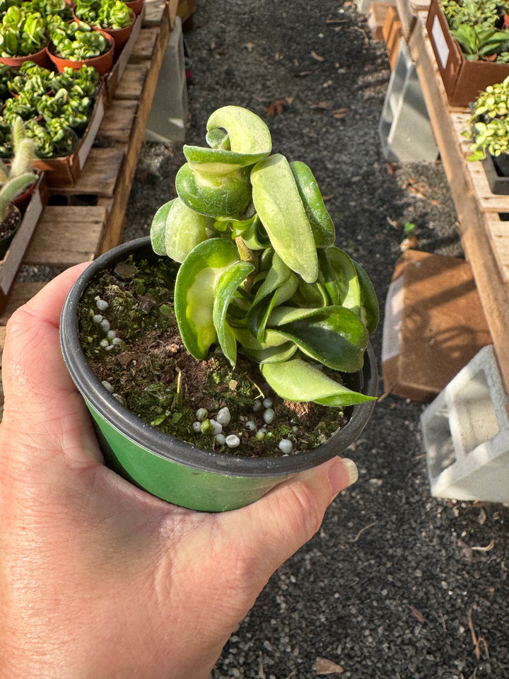 Mauna Loa (Inner Variegated) Hoya Compacta