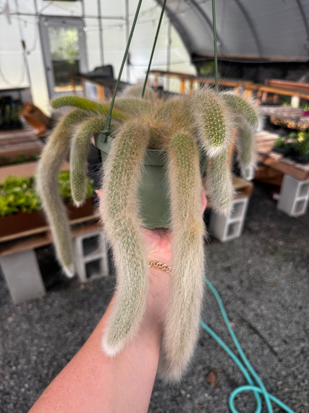 Monkey Tail