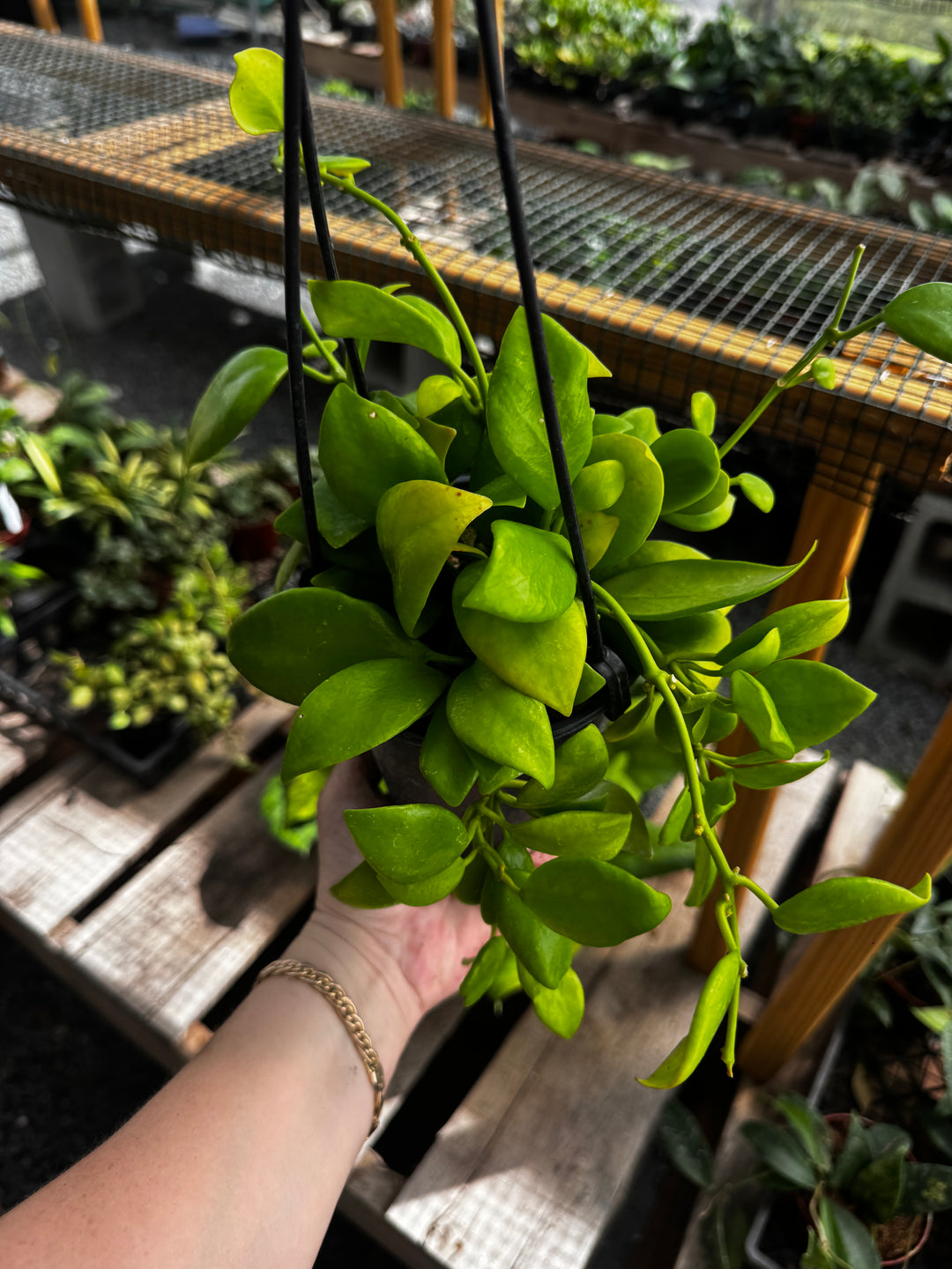 Hoya Diptera HB