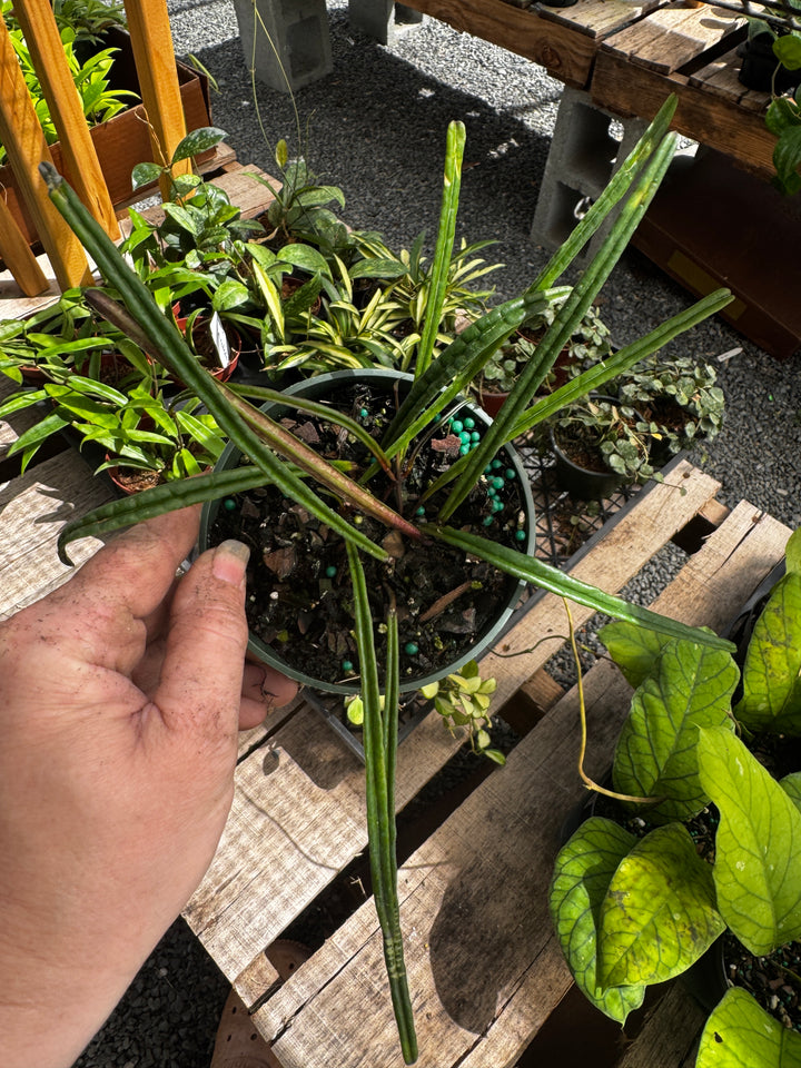 4" Hoya 'Insularis'