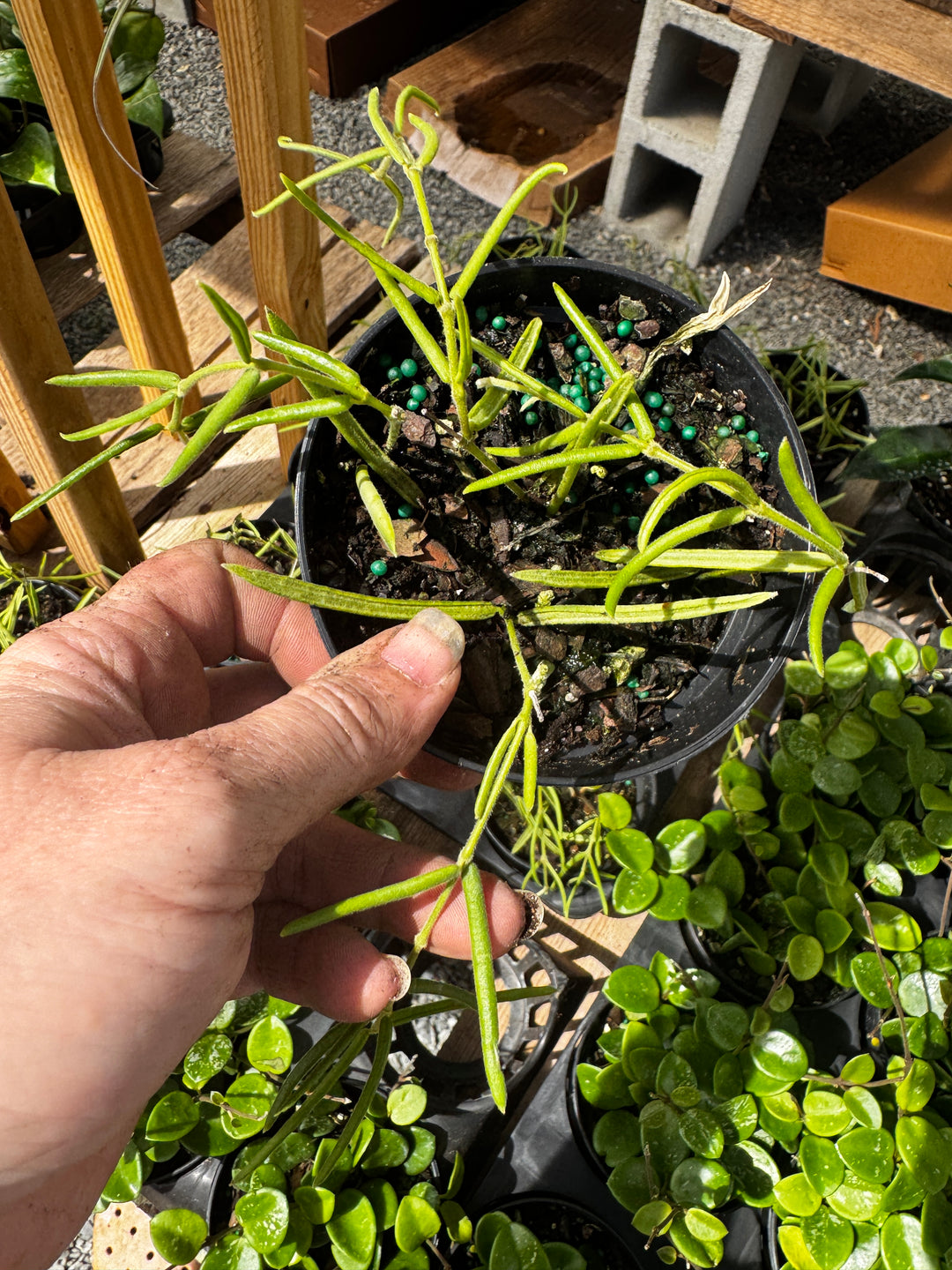 Hoya Linearis