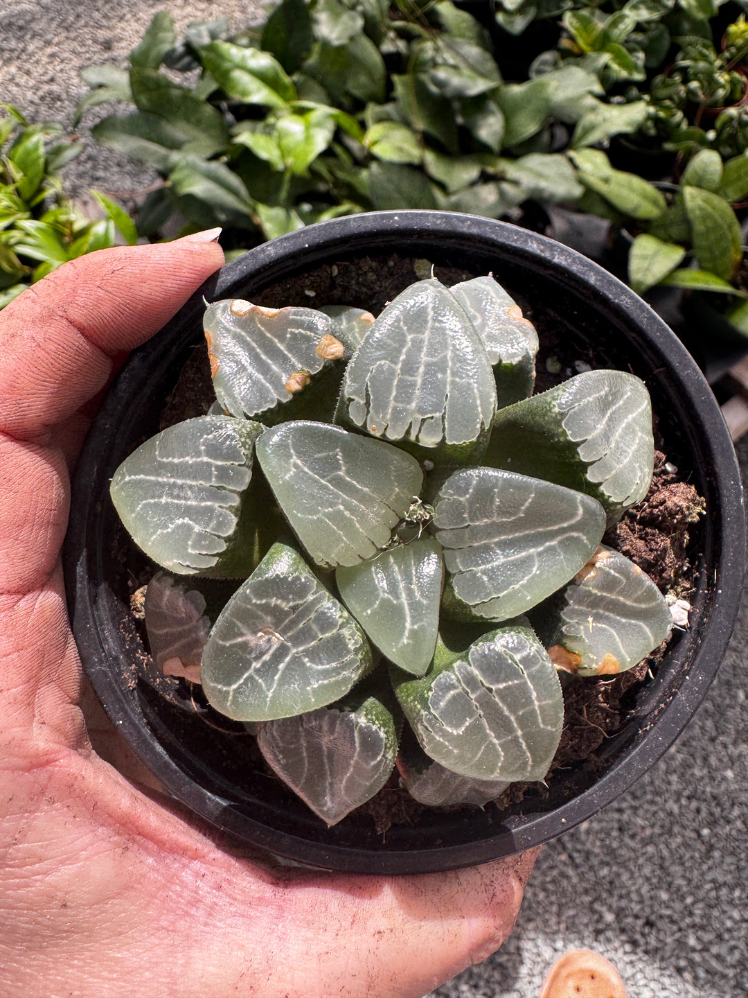 Haworthia