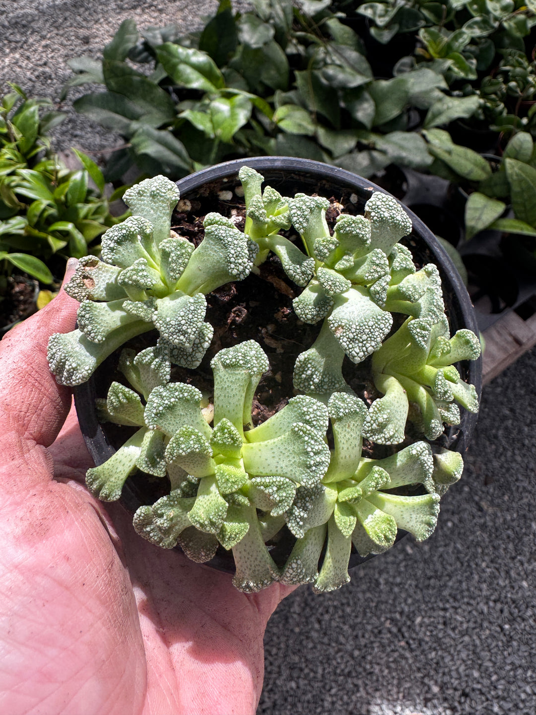 Curled Haworthia Euphorbia