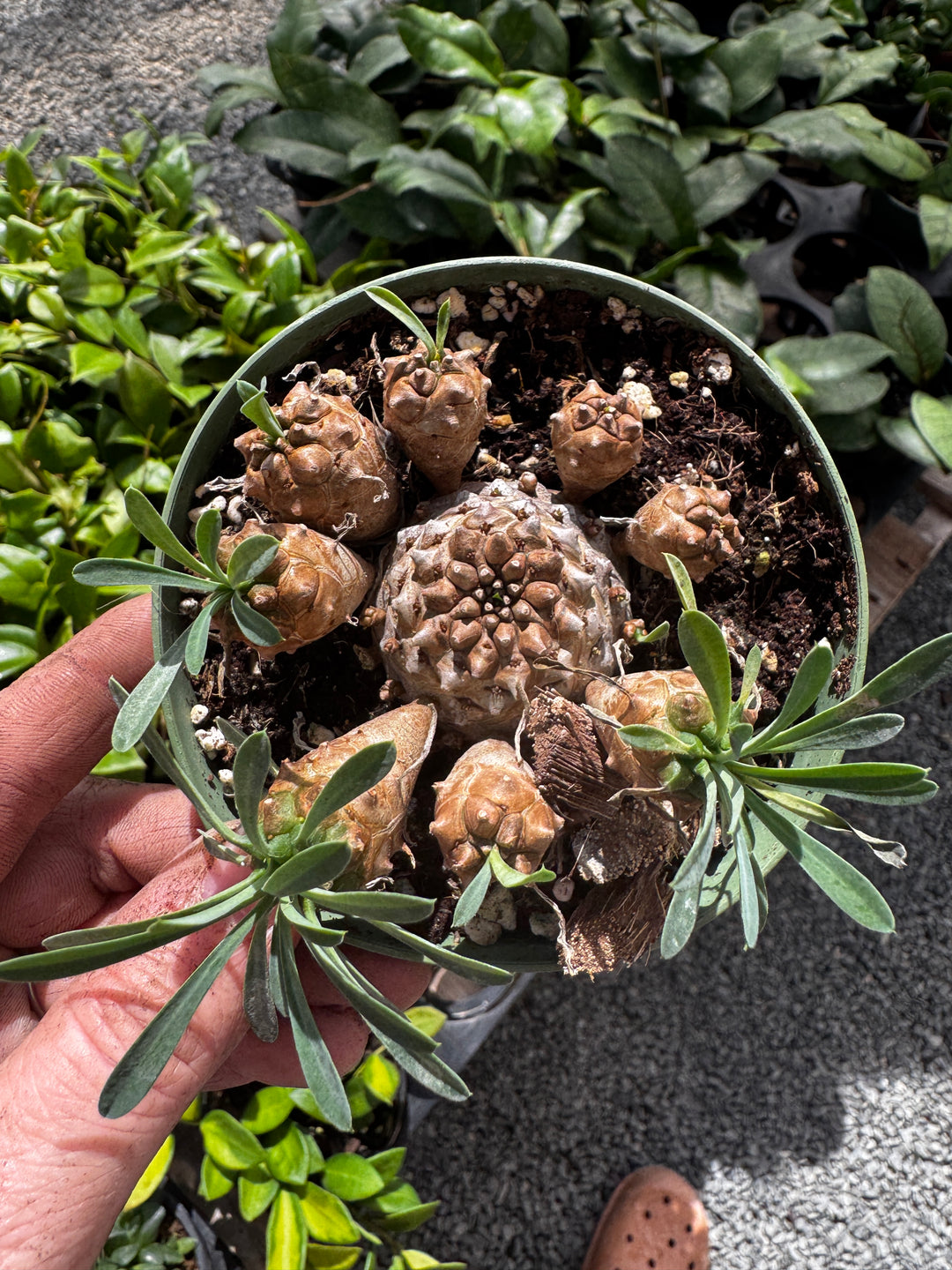 Round Euphorbia 4"