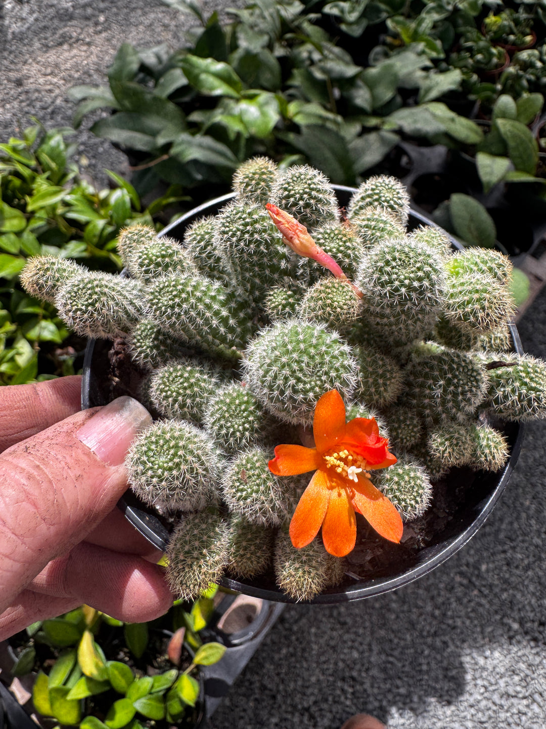 Echinopsis Cactus
