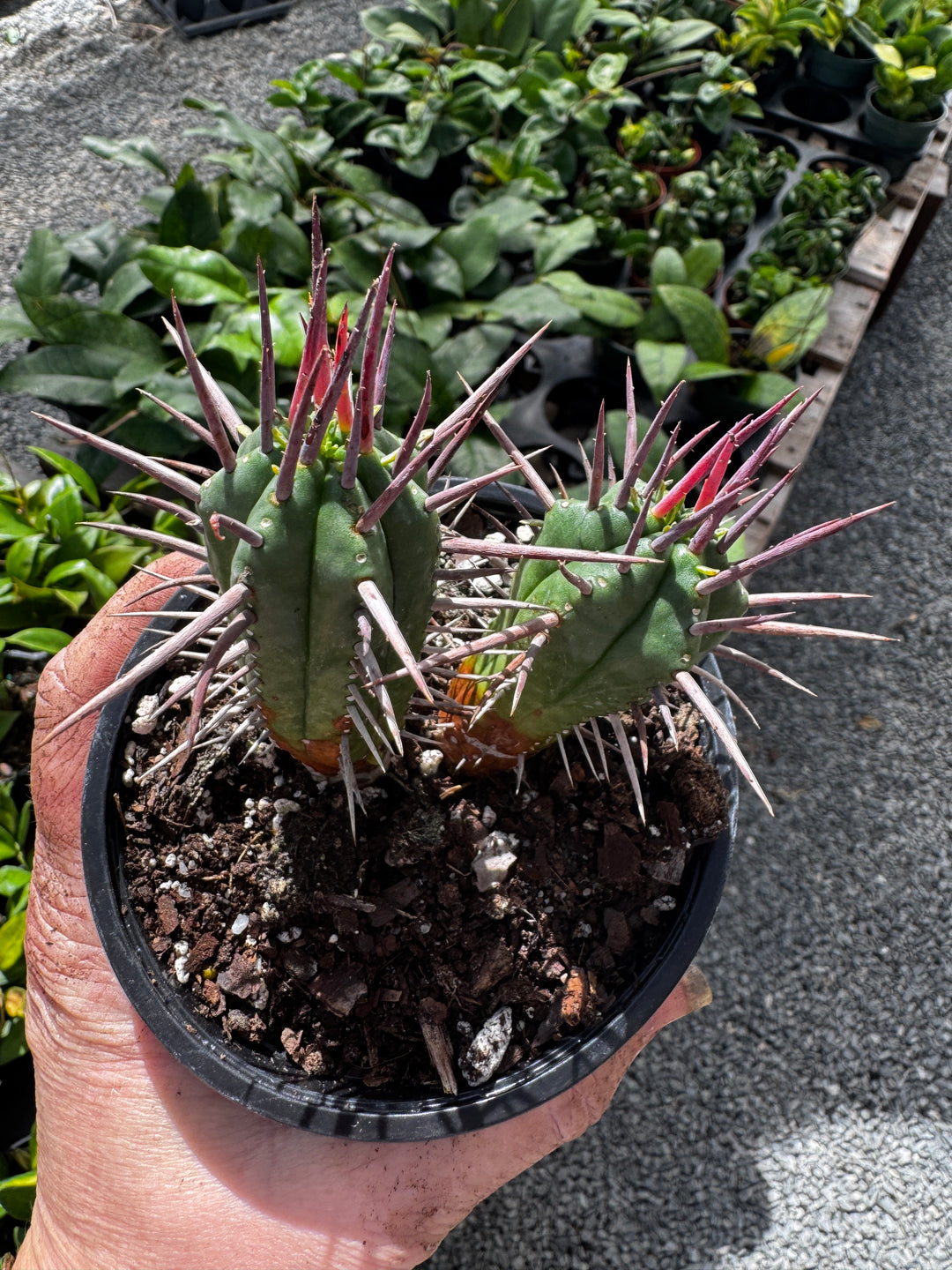 Ferox Euphorbia