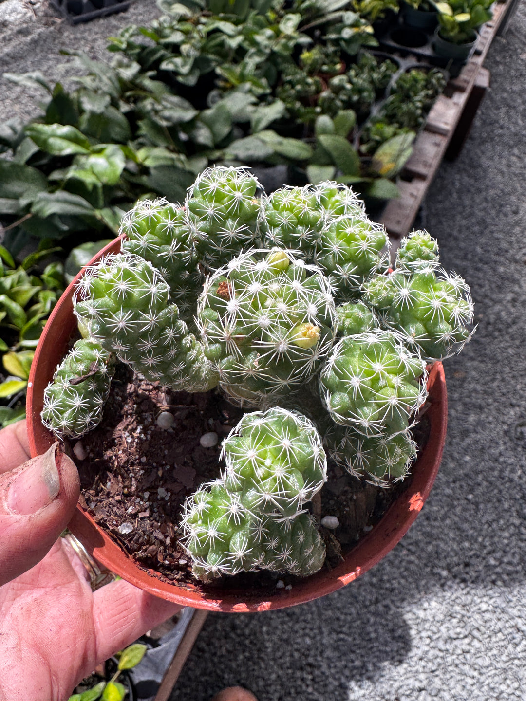 Thimble Cactus