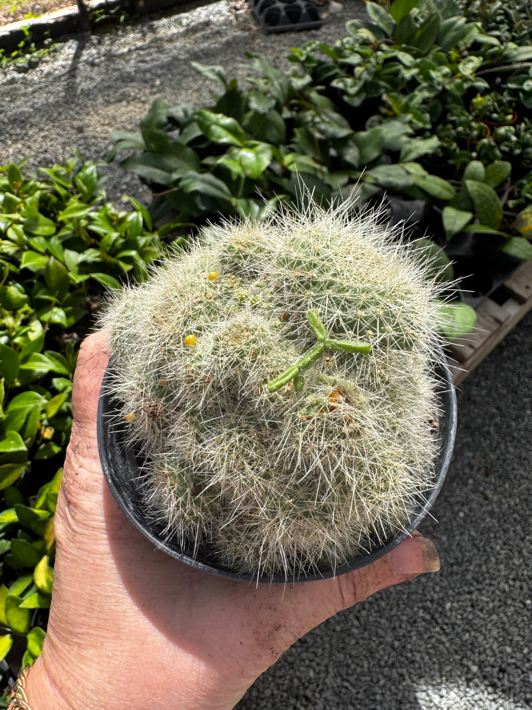 Mamalaria Round Cactus