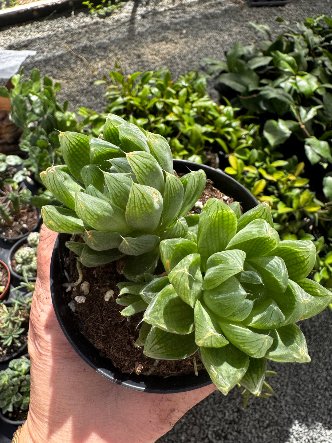 Haworthia