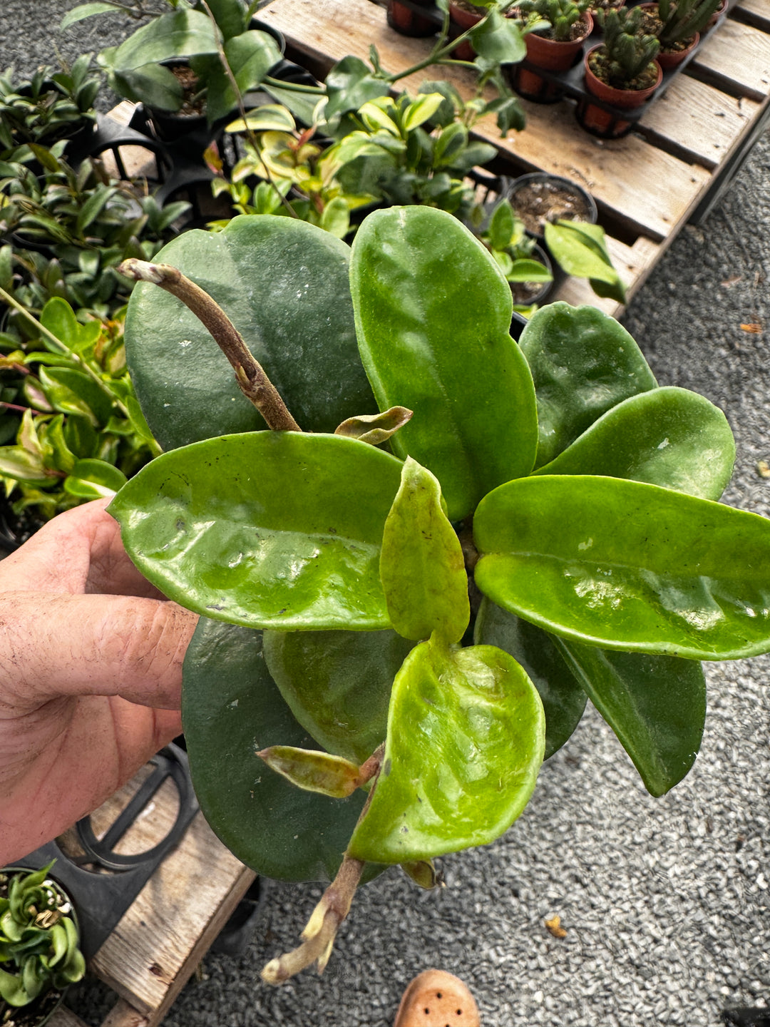 Hoya Krinkle 8