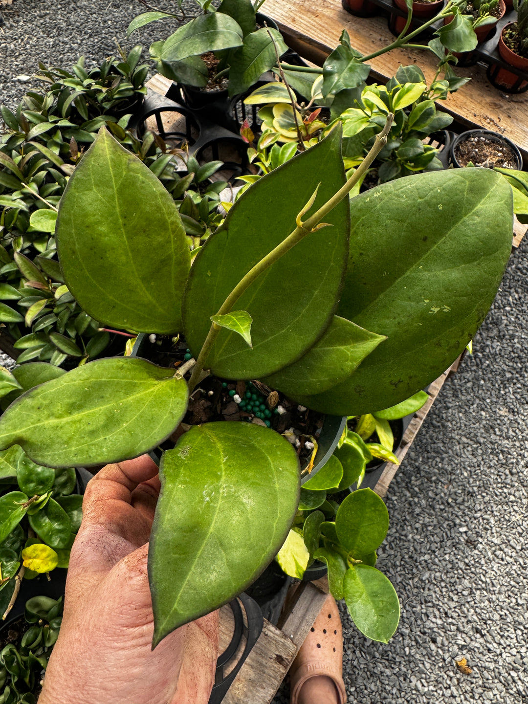 Hoya Icensis 4"