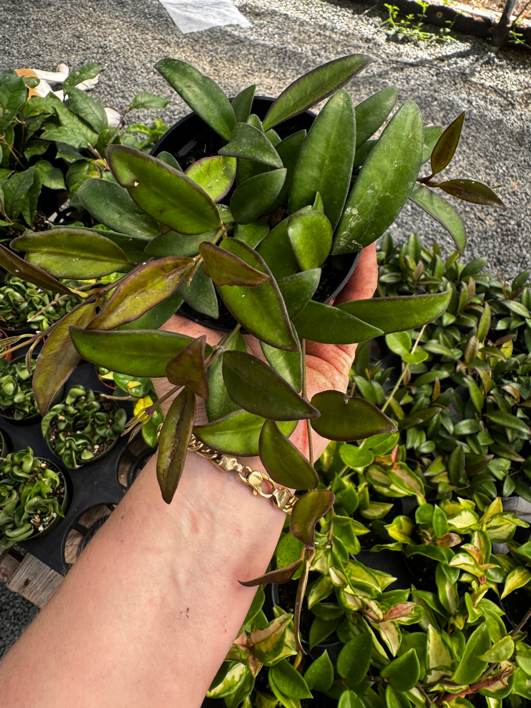 Hoya Rosita 4"
