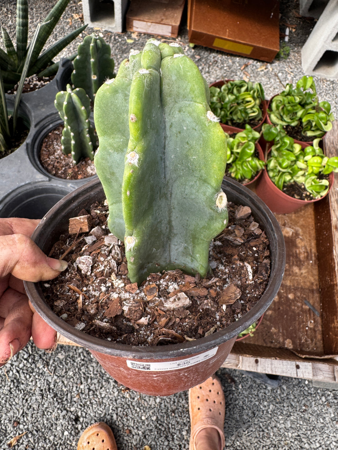 Cuddly Cactus 6"
