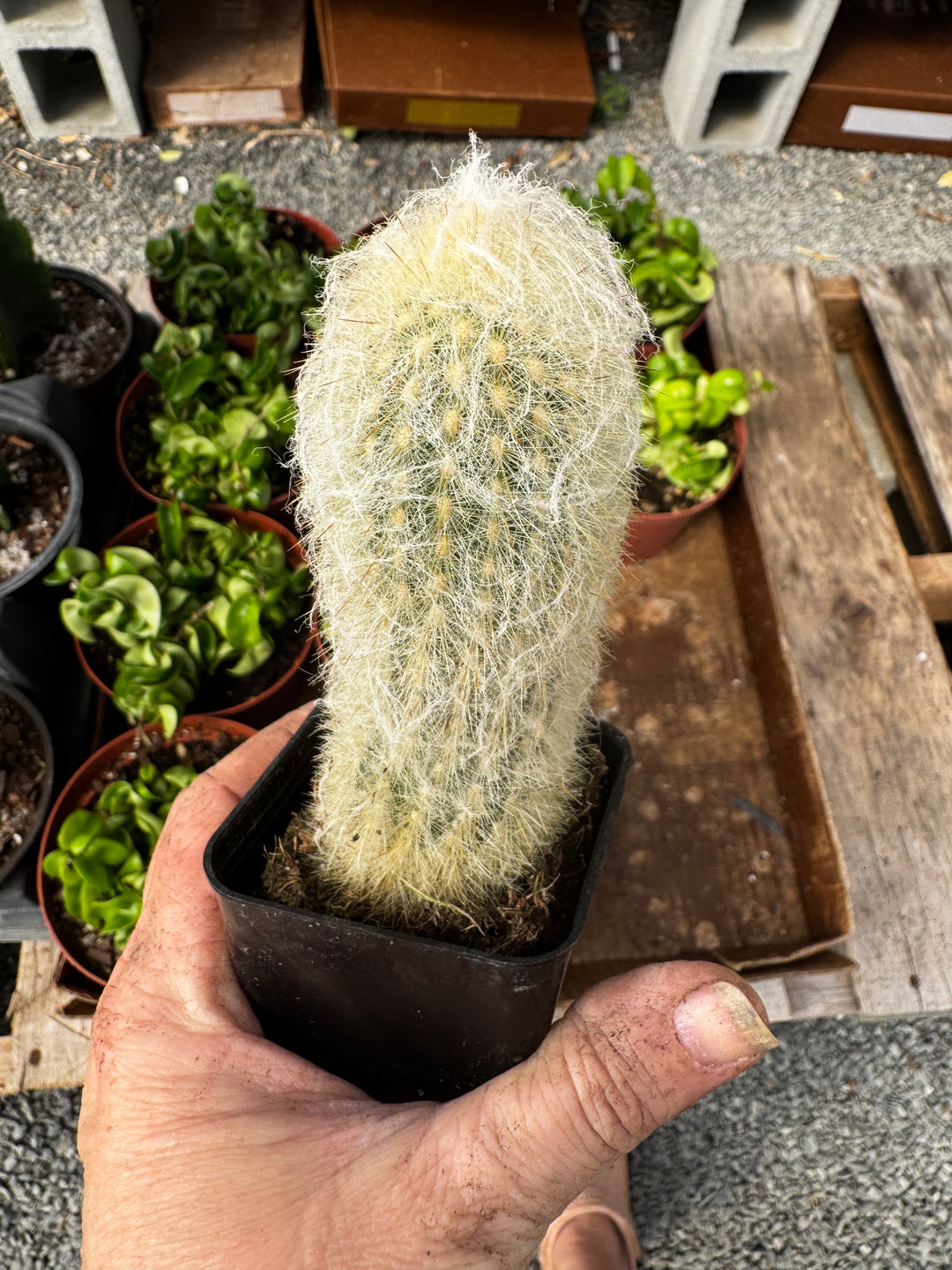 Old Man Cactus