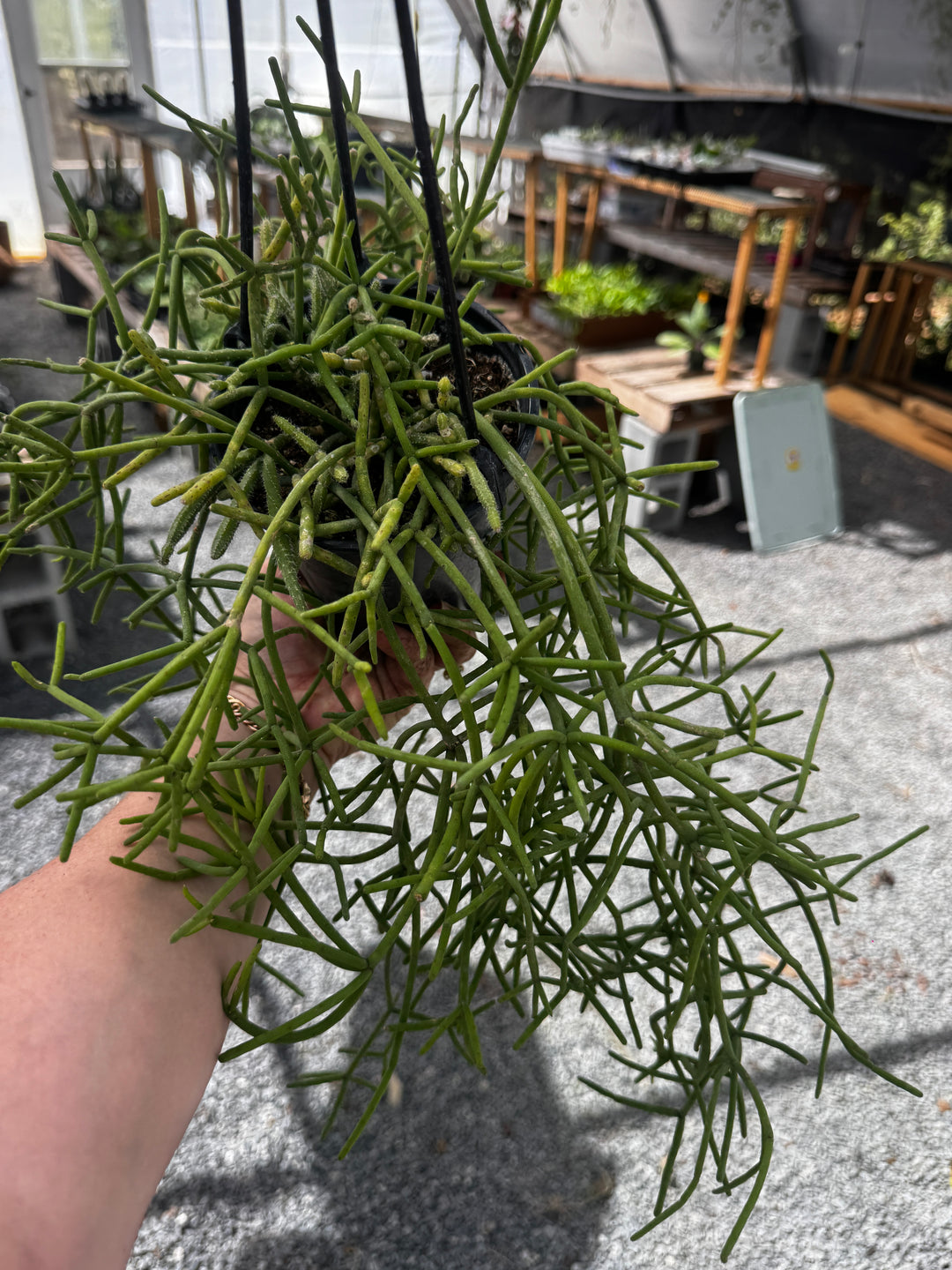 Rhipsalis Heteroclada HB