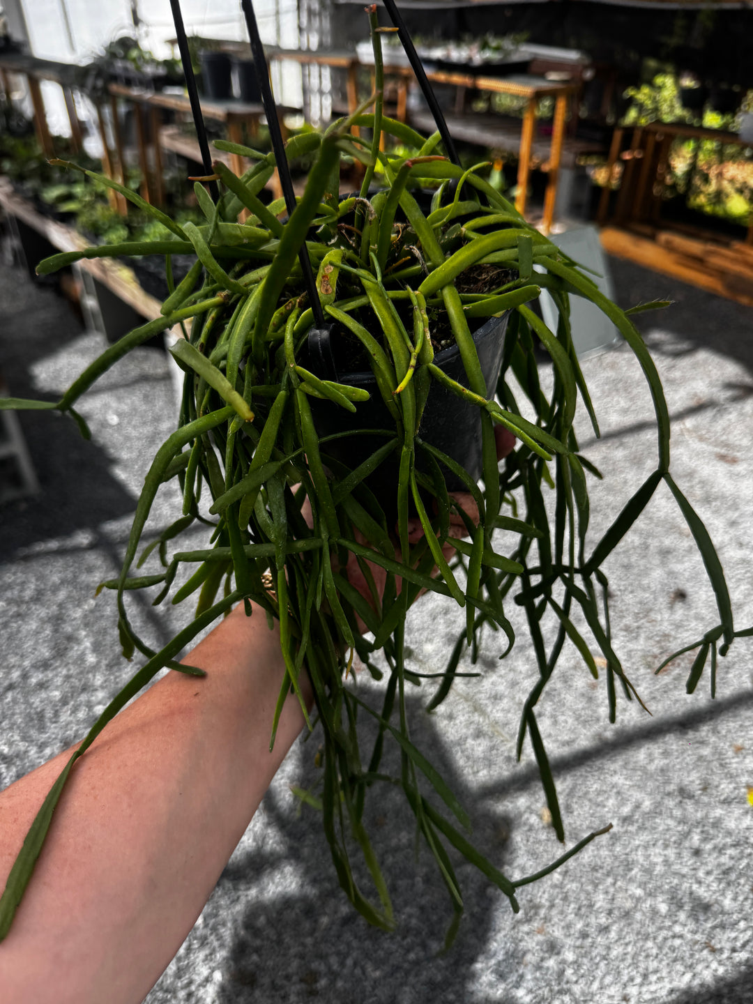 Rhipsalis Micrantha HB