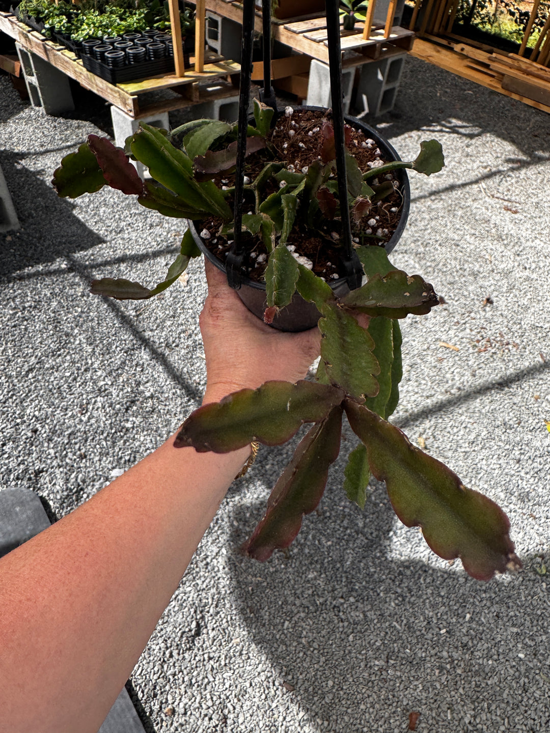 Rhipsalis NOID HB