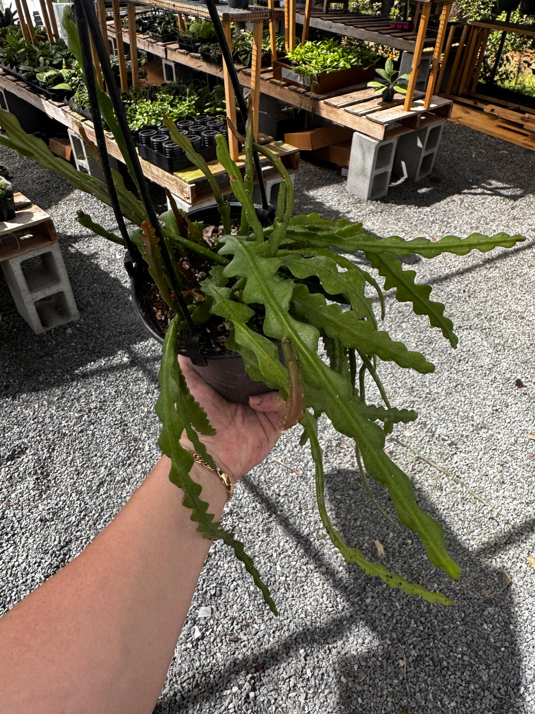 Ric Rac Cactus