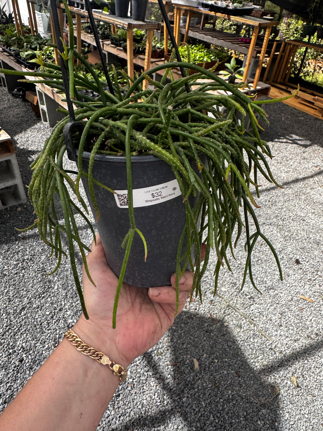 Rhipsalis Baccifera HB