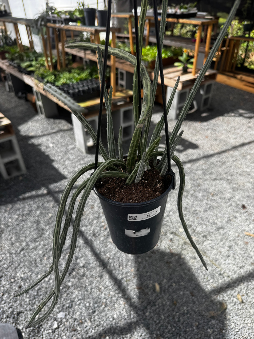 Senecio Cactus HB