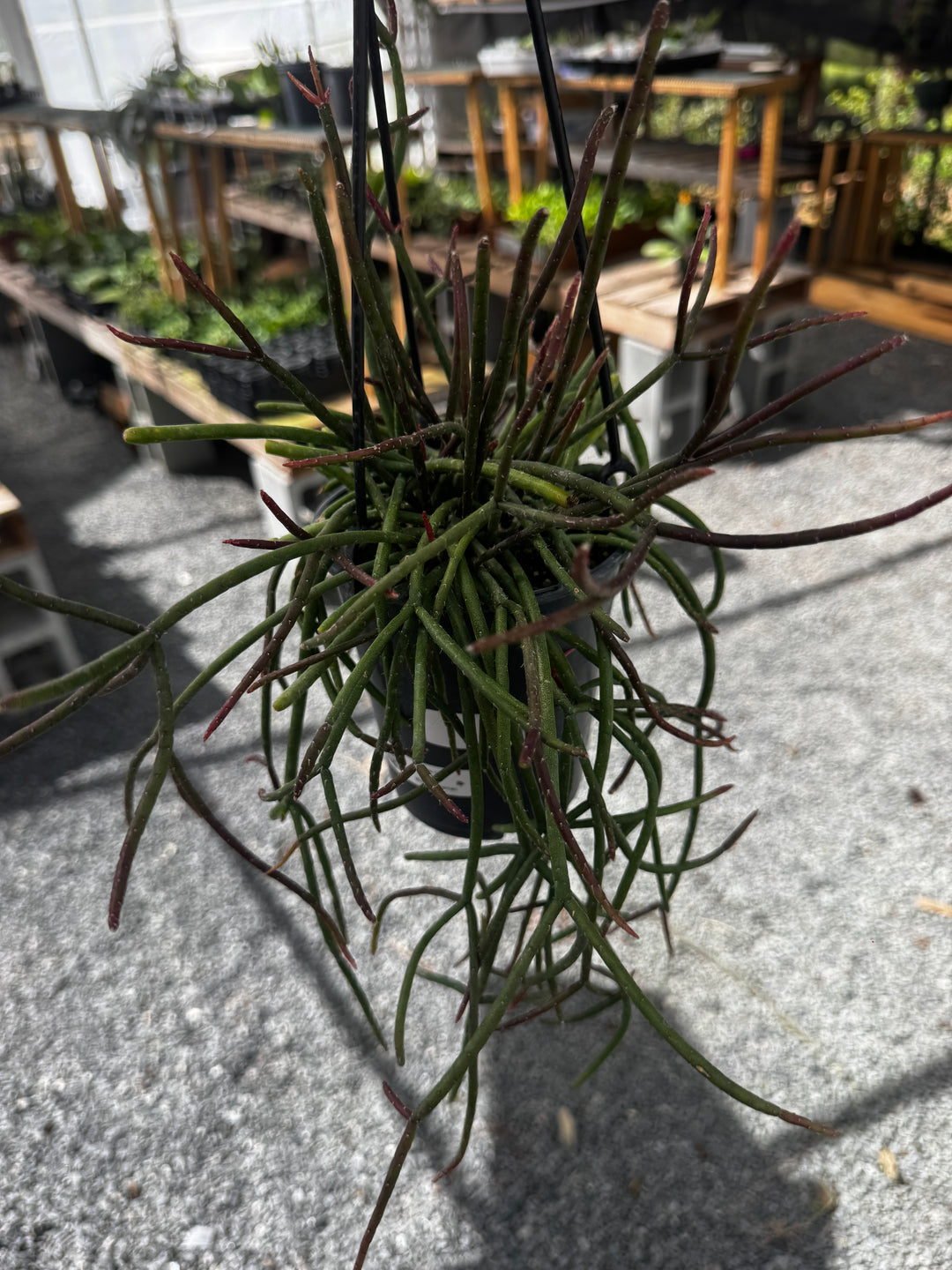 Rhipsalis Ferrari HB 5”
