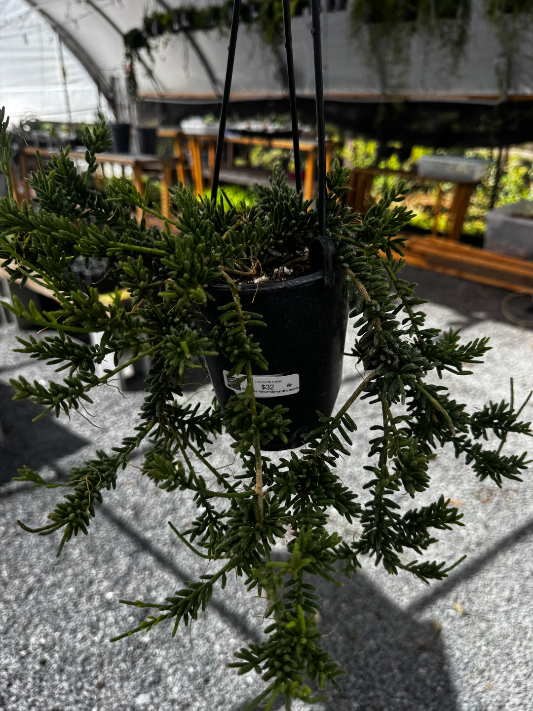 Mesembryanthemoides Rhipsalis